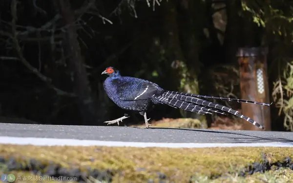 黑長尾雉雄成鳥 Mikado Pheasant Male