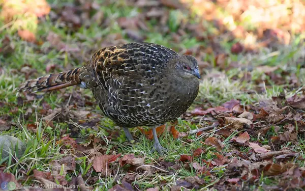 黑長尾雉雌成鳥 Mikado Pheasant Female