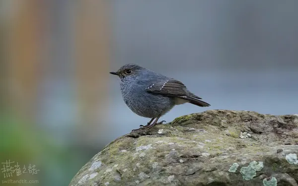 鉛色水鶇 雄鳥 Plumbeous Redstart Male