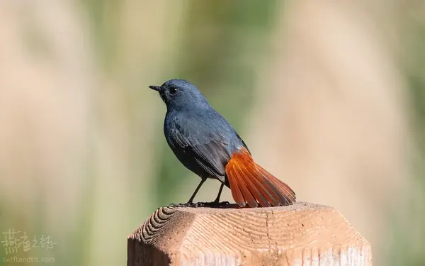 鉛色水鶇 雄鳥 Plumbeous Redstart Male