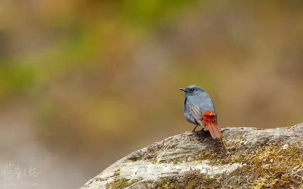 鉛色水鶇 雄鳥 Plumbeous Redstart Male
