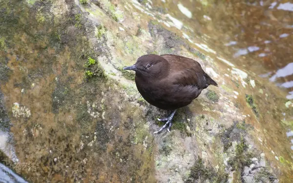 河烏 Brown Dipper