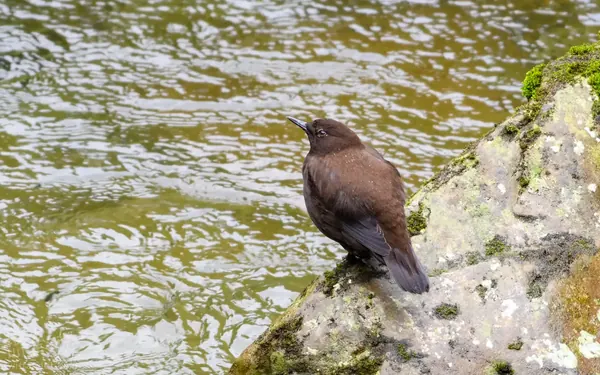 河烏 Brown Dipper