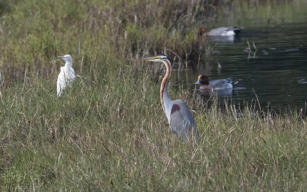 紫鷺 Purple Heron
