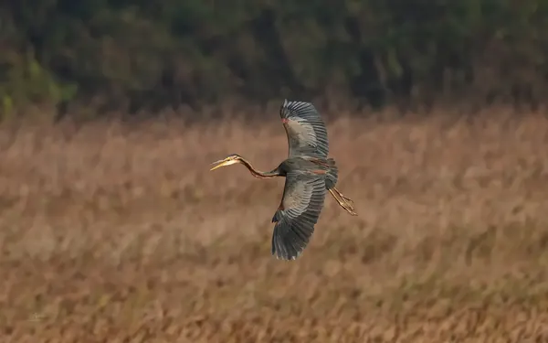 紫鷺 Purple Heron