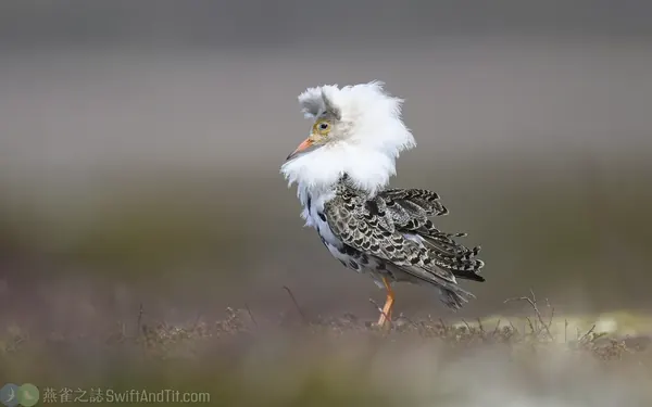 流蘇鷸 Ruff 雄鳥繁殖羽