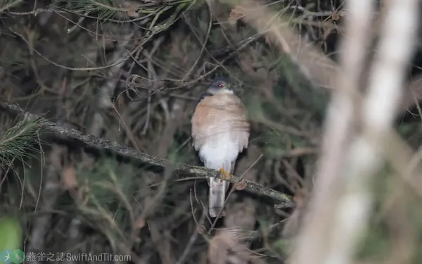 夜棲於樹林中的日本松雀鷹雄成鳥，可見腹面有模糊的紅褐色橫紋，另外中趾特別長