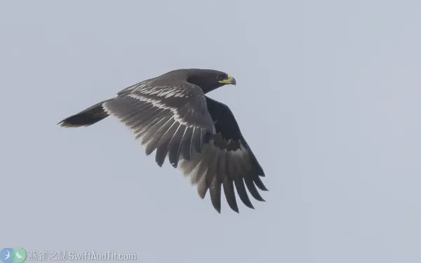 花鵰幼鳥 Greater Spotted Eagle Juvenile