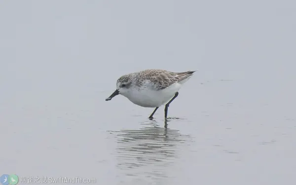 琵嘴鷸非繁殖羽 Spoon-billed Sandpiper Nonbreeding