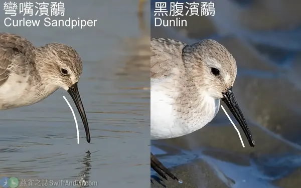 黑腹濱鷸與彎嘴濱鷸非繁殖羽比較圖