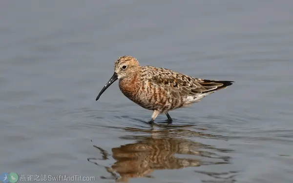 彎嘴濱鷸 Curlew Sandpiper