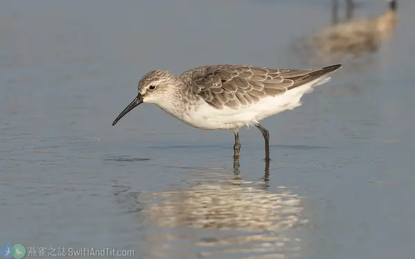 彎嘴濱鷸 Curlew Sandpiper
