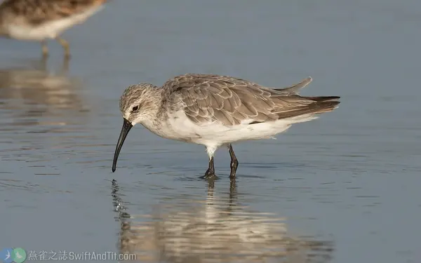 彎嘴濱鷸 Curlew Sandpiper