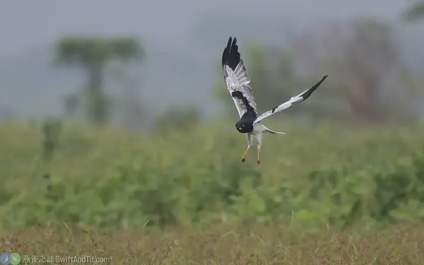 花澤鵟 Pied Harrier 雄鳥 Male