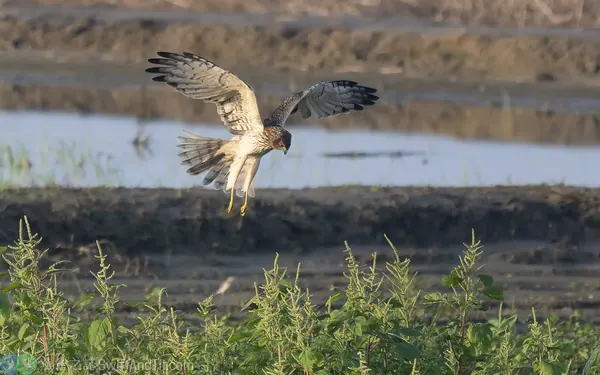 花澤鵟 Pied Harrier 雌鳥 Female