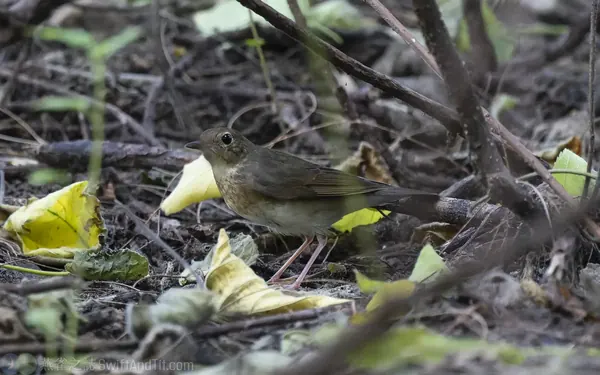 藍歌鴝雌鳥 Siberian Blue Robin Female