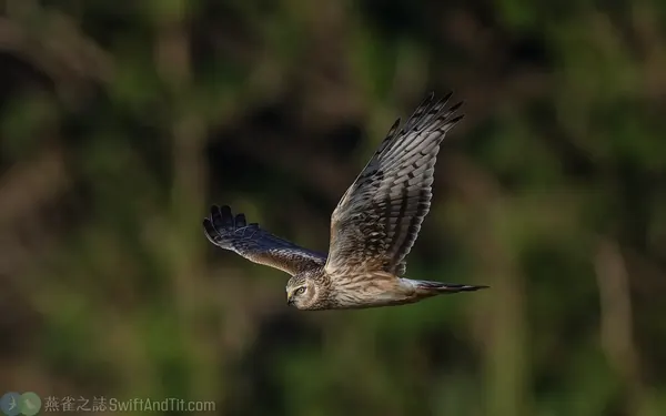 灰澤鵟 雄幼鳥 Hen Harrier Male Juv