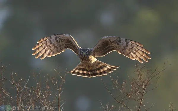 灰澤鵟 雌幼鳥 Hen Harrier Female Juv