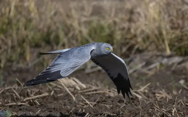 灰澤鵟 Hen Harrier 雄成鳥 Male Adult