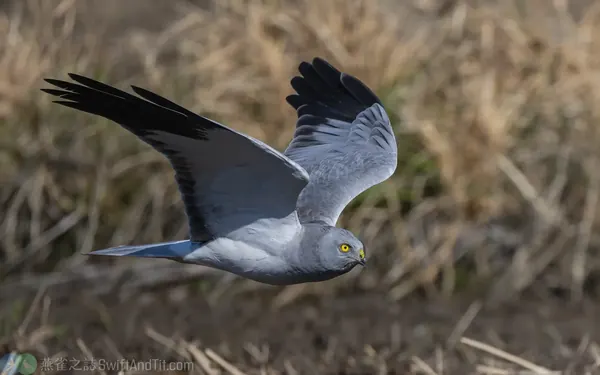 灰澤鵟 Hen Harrier 雄成鳥 Male Adult