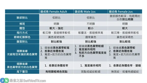 褐色灰澤鵟的辨識