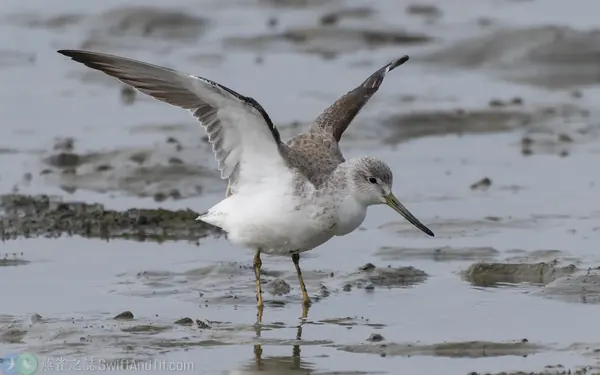 諾氏鷸 (Nordmann's Greenshank) 的翼下覆羽全白，和青足鷸不同。