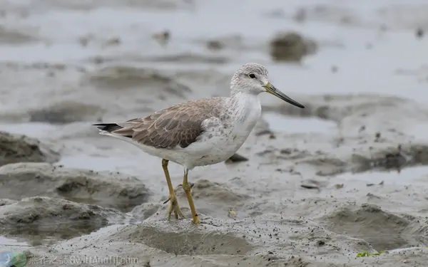 諾氏鷸 (Nordmann's Greenshank) 非繁殖羽，有黃綠色的腳和嘴基。