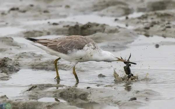在台南將軍溼地度冬的諾氏鷸 (Nordmann's Greenshank) 捕捉在螃蟹後會先甩頭把腳折斷後再吞下。