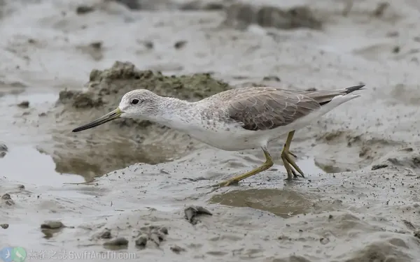 諾氏鷸 (Nordmann's Greenshank) 非繁殖羽，體型矮，覓食時常壓低身體在溼地上快跑前進。