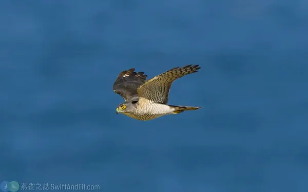 飛行中的日本松雀鷹雌成鳥，眼黃色，胸腹部有灰褐色橫紋