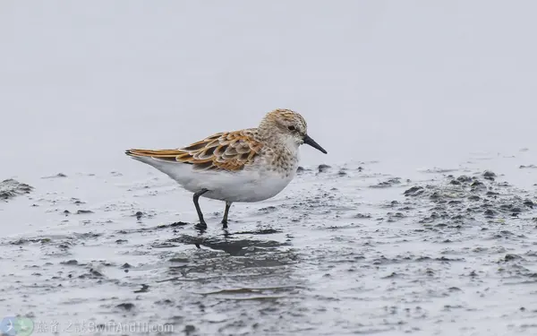 小濱鷸 Little Stint 繁殖羽 Breeding Plumage