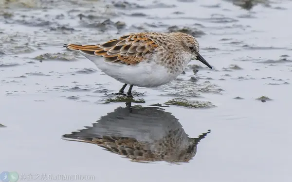 小濱鷸 Little Stint 繁殖羽 Breeding Plumage