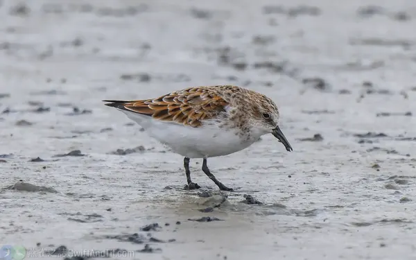 小濱鷸 Little Stint 換羽中