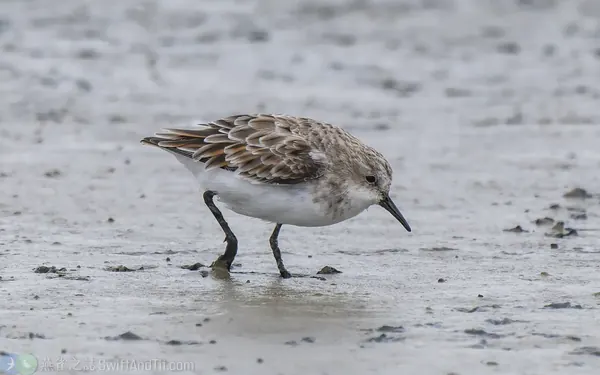 小濱鷸 Little Stint 換羽中