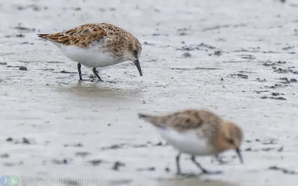 小濱鷸 Little Stint 繁殖羽 (左) Breeding Plumage