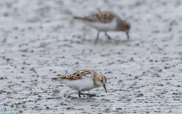little-stint-breeding (8)