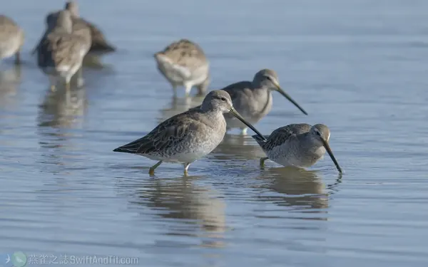 長嘴半蹼鷸 Long-billed Dowitcher 非繁殖羽