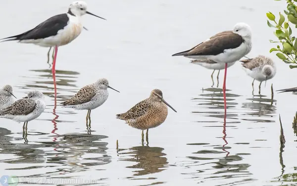 長嘴半蹼鷸 Long-billed Dowitcher 繁殖羽 Breeding Plumage