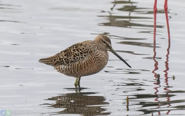 長嘴半蹼鷸 Long-billed Dowitcher 繁殖羽 Breeding Plumage