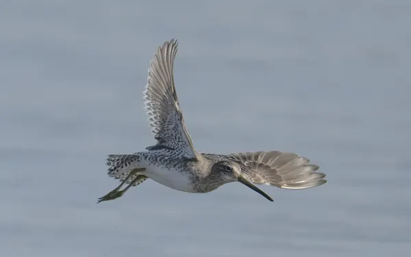 長嘴半蹼鷸 Long-billed Dowitcher 非繁殖羽