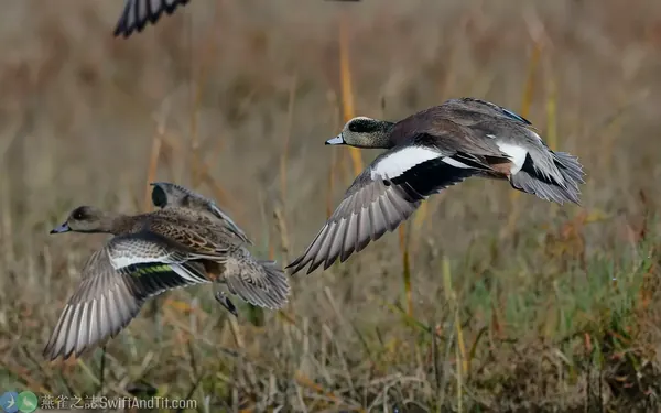 葡萄胸鴨 American Wigeon 飛行時背面