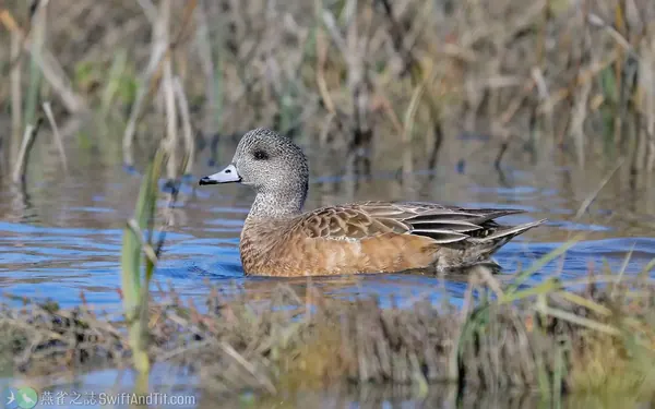 葡萄胸鴨 American Wigeon 雌鳥 Female