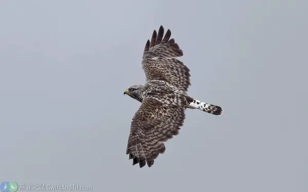 毛足鵟 成鳥 Rough-legged Hawk (Adult)