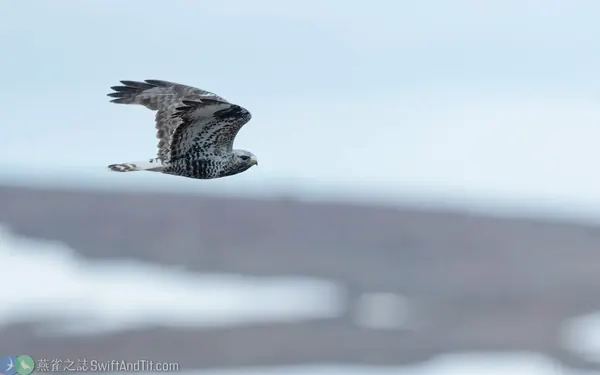 毛足鵟 成鳥 Rough-legged Hawk (Adult)