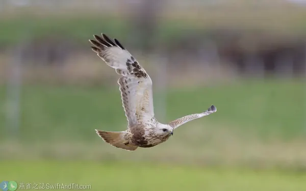 毛足鵟 成鳥 Rough-legged Hawk (Adult)