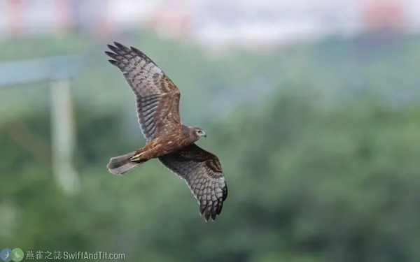 花澤鵟Pied Harrier 雌幼鳥 Female Juvenile