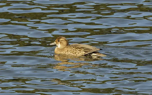 巴鴨 Baikal Teal 雌鳥 Female