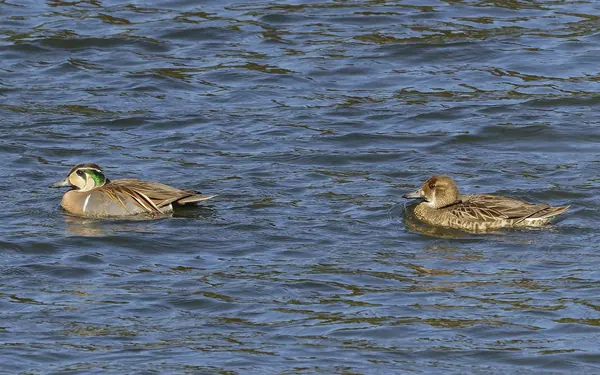 巴鴨 Baikal Teal 左雄 右雌 Left: Male, Right: Female