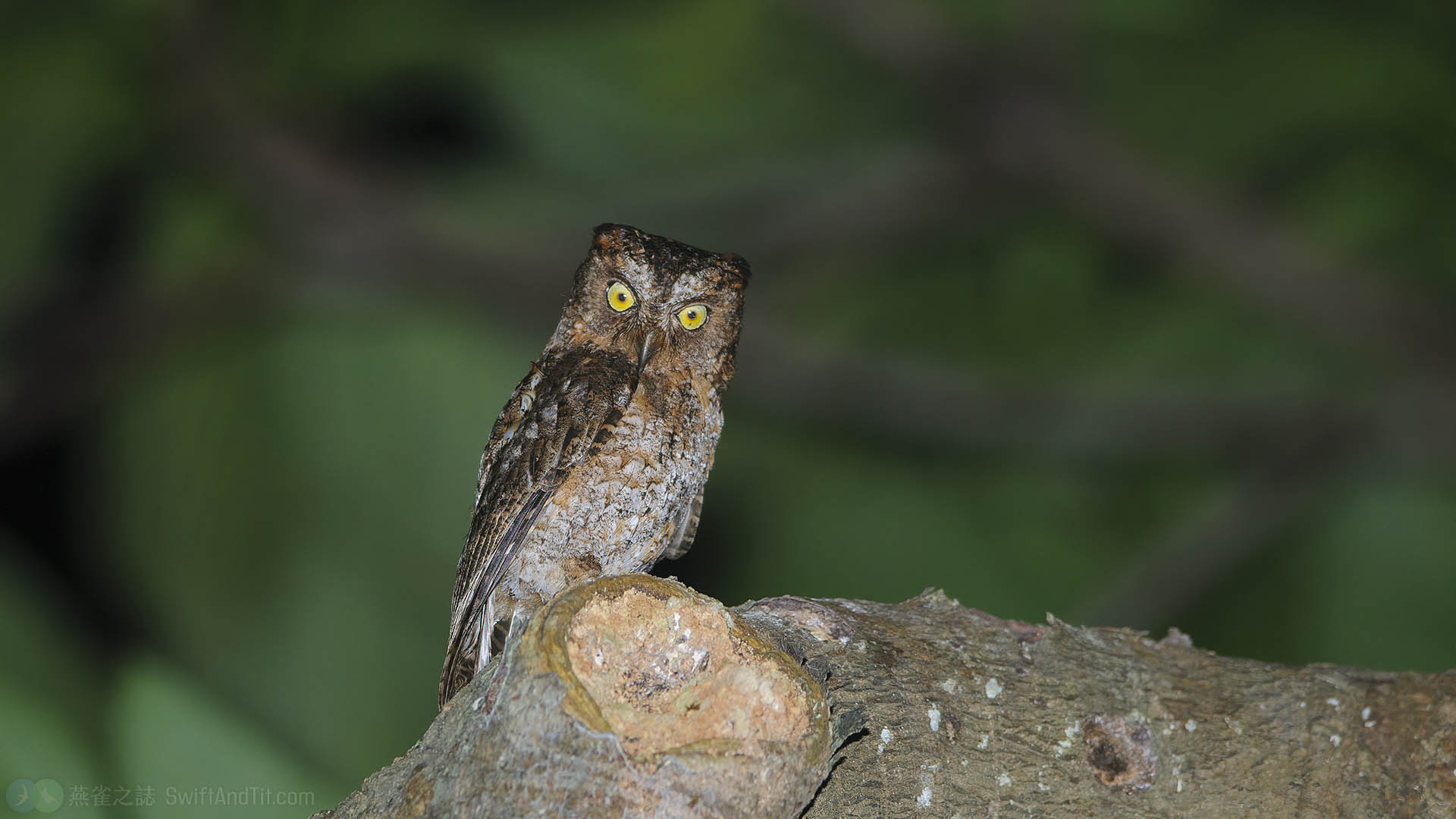 Elegant Scops Owl