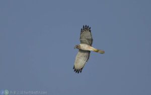東方澤鵟 Eastern Marsh Harrier 灰頭型雄鳥